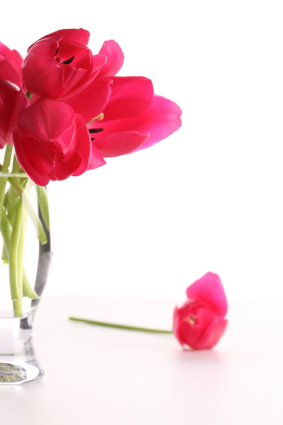 fleur tombée
