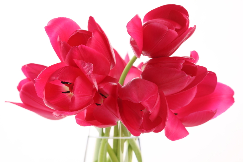 beau bouquet fleurs rouges