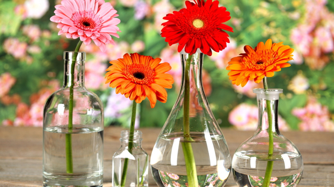 fleurs dans l'eau
