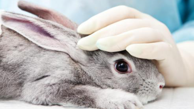 Test maquillage sur un lapin
